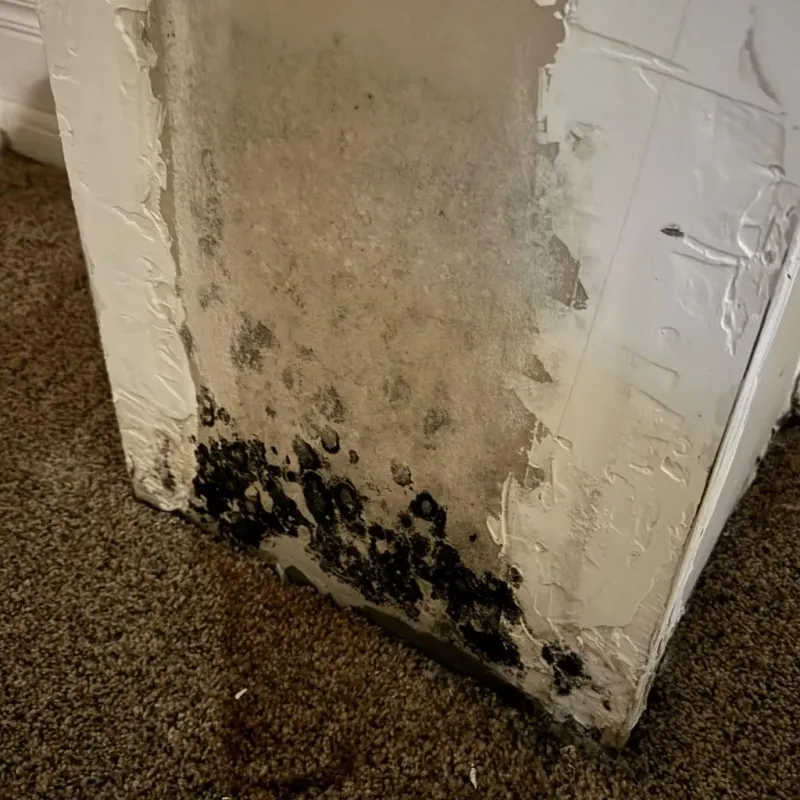 Professional Mold Removal in Albany, IN